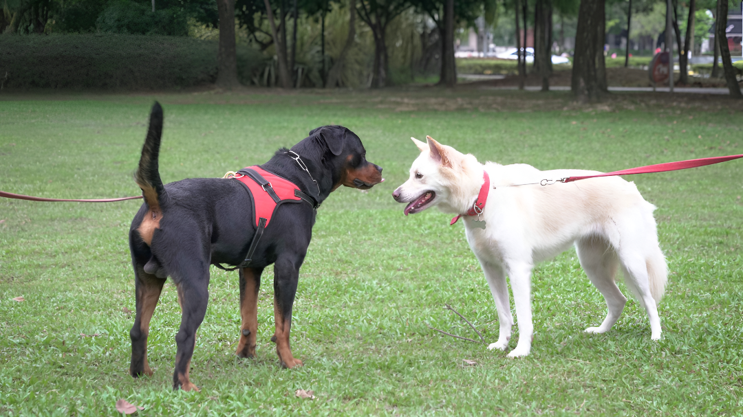 Choosing Safe and Durable Leashes