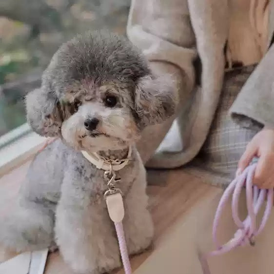 Dog Leather Hand Holding Leash
